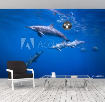 Picture of Dolphin Pod